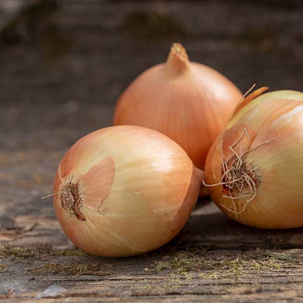 Cebolla